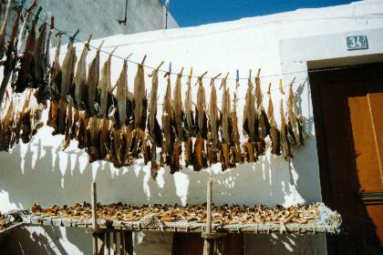 Morues de Peniche