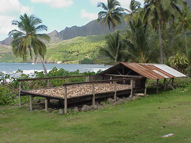 Le schage du coprah en baie de Puamau
